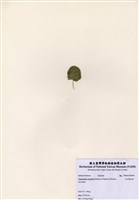 藏品(東方輪生藻)的圖片